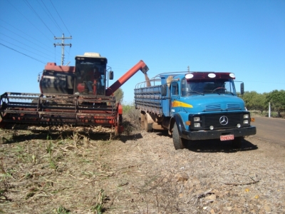 COLHEITA DE SORGO - AGROBELLA AGRÍCOLA